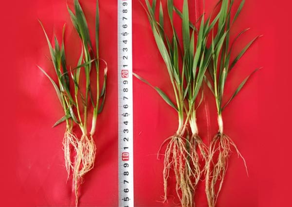 11 沃豐生物有機肥小麥示范田比常規(guī)肥小麥分孽數(shù)多，根系長，株高高2cm.jpg