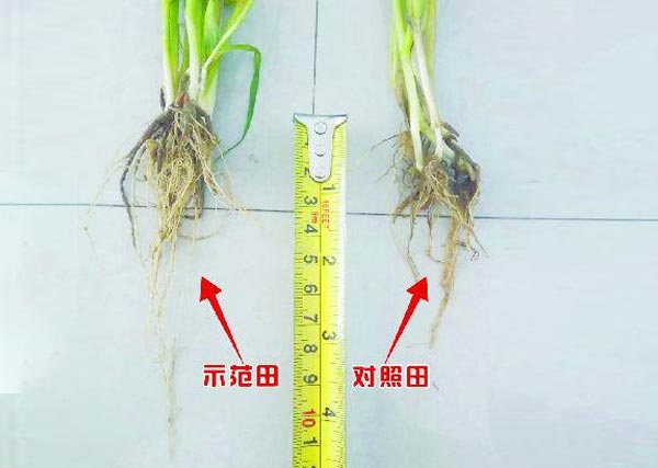 01沃豐生物有機肥小麥種肥同穴示范田對比照田根系長3cm.jpg